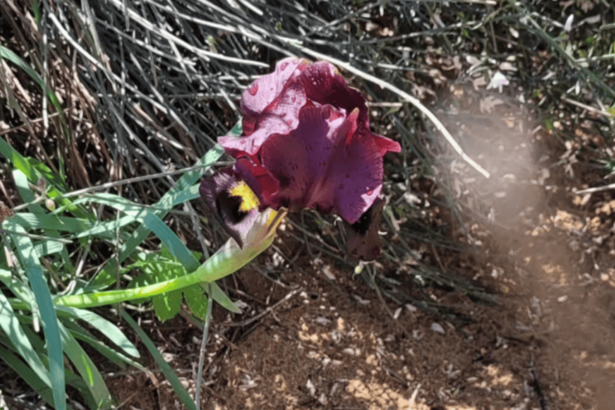 A Trip to the Iris Reserve – Nature’s Inspiration